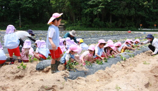 さつまいも苗植え　6月2日