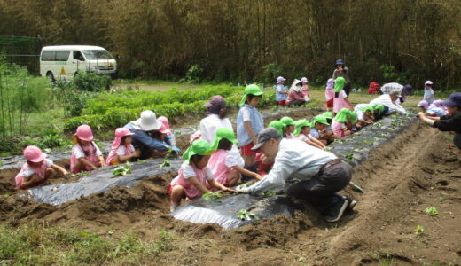 さつまいも苗植え　6月4日