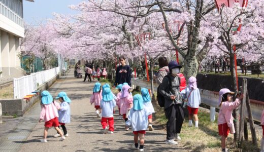 桜　お花見　熊坂川　4月3日