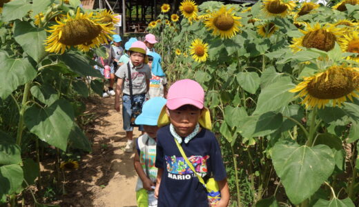 ひまわり迷路とぶどう園　　8月5日